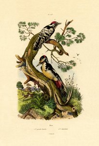 レッサーブチキツツキ、1833-39 作： French School